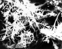 https://www.arekgolosz.com:443/files/gimgs/th-23_photogram_023_v2.jpg