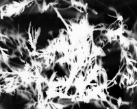 https://www.arekgolosz.com:443/files/gimgs/th-23_photogram_024_v2.jpg