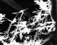 https://www.arekgolosz.com:443/files/gimgs/th-23_photogram_025_v2.jpg