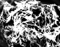 https://www.arekgolosz.com:443/files/gimgs/th-23_photogram_026_v2.jpg