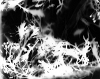 https://www.arekgolosz.com:443/files/gimgs/th-23_photogram_027_v2.jpg