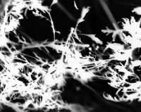 https://www.arekgolosz.com:443/files/gimgs/th-23_photogram_028_v2.jpg