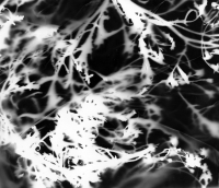 https://www.arekgolosz.com:443/files/gimgs/th-23_photogram_029.jpg