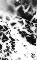https://www.arekgolosz.com:443/files/gimgs/th-23_photogram__005_v2.jpg