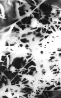 https://www.arekgolosz.com:443/files/gimgs/th-23_photogram__011_v2.jpg