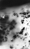 https://www.arekgolosz.com:443/files/gimgs/th-23_photogram__012_v2.jpg
