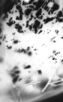 https://www.arekgolosz.com:443/files/gimgs/th-23_photogram__017_v2.jpg