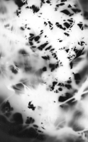 https://www.arekgolosz.com:443/files/gimgs/th-23_photogram__018_v2.jpg