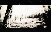 https://www.arekgolosz.com:443/files/gimgs/th-24_woods_lith_002.jpg