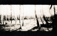 https://www.arekgolosz.com:443/files/gimgs/th-24_woods_lith_005.jpg