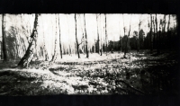 https://www.arekgolosz.com:443/files/gimgs/th-24_woods_lith_008.jpg